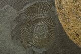 Jurassic Ammonite (Harpoceras) Fossil - Posidonia Shale, Germany #264532-2